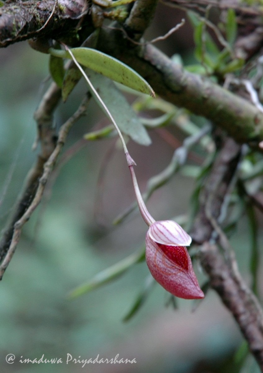 Bulbophyllum elegans Gardner ex Thwaites